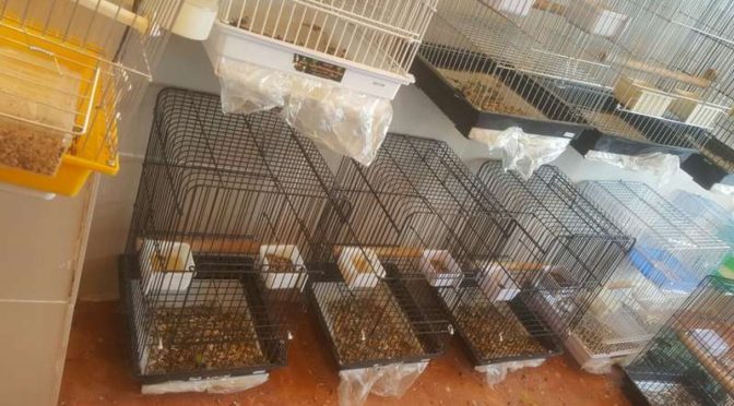 Неизвестные украли в зоомагазине в Таифе говорящих попугаев на общую сумму в 60 тыс.риалов