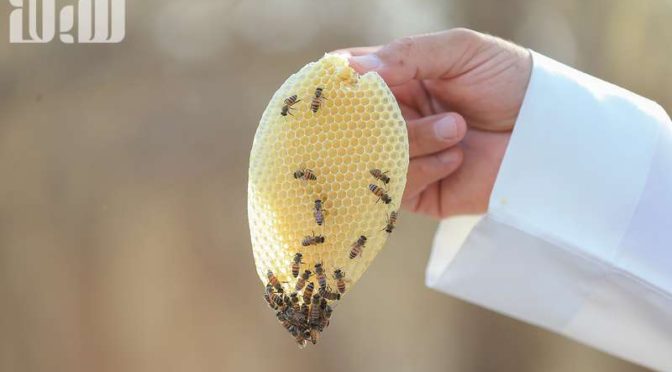 Пчеловод аль-Джубуа сказал корреспонденту “Сабк”:  мёд является и жизнью и смертью, и лечит от болезней при наличии этих двух условий